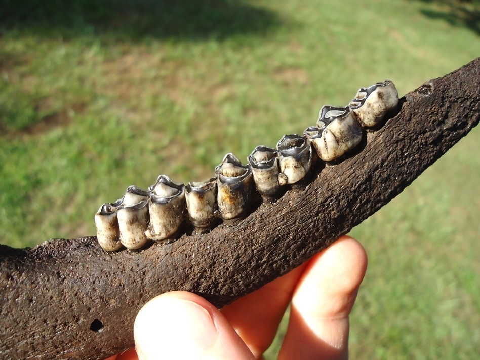 Large image 2 Quality Deer Mandible with Five Teeth