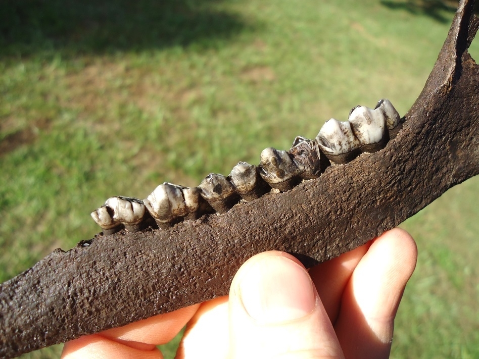 Large image 3 Quality Deer Mandible with Five Teeth