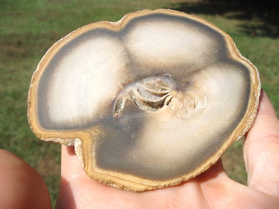 Large image 1 Beyond Rare Florida Nautiloid from the Oligocene