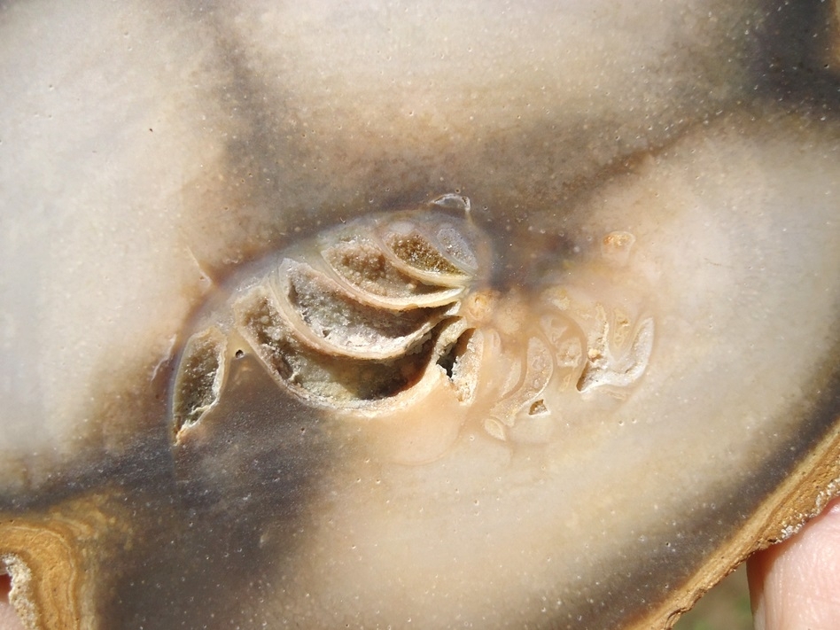 Large image 3 Beyond Rare Florida Nautiloid from the Oligocene