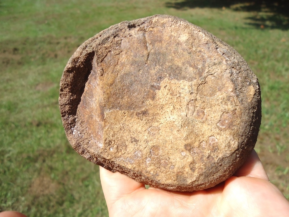 Large image 4 Beyond Rare Florida Nautiloid from the Oligocene