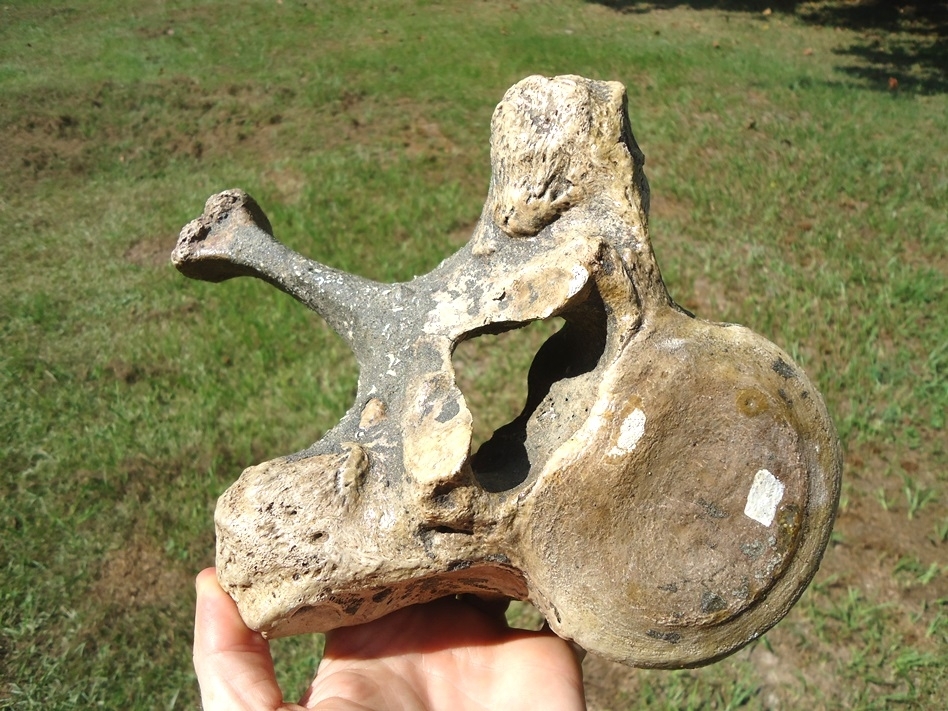 Large image 1 World Class Museum Quality Mastodon Thoracic Vertebra