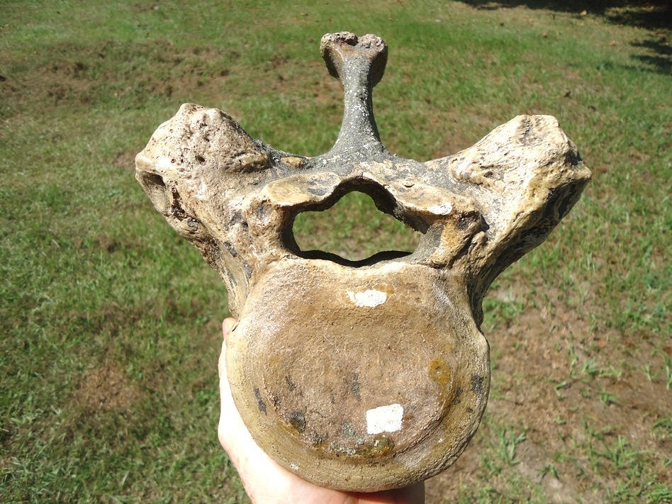 Large image 2 World Class Museum Quality Mastodon Thoracic Vertebra