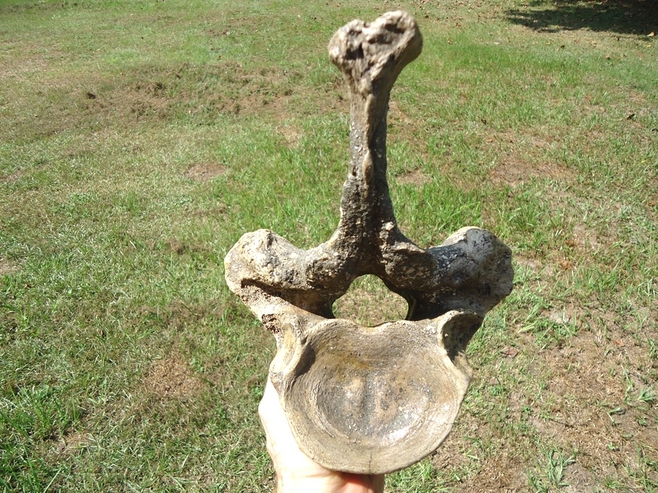 Large image 3 World Class Museum Quality Mastodon Thoracic Vertebra