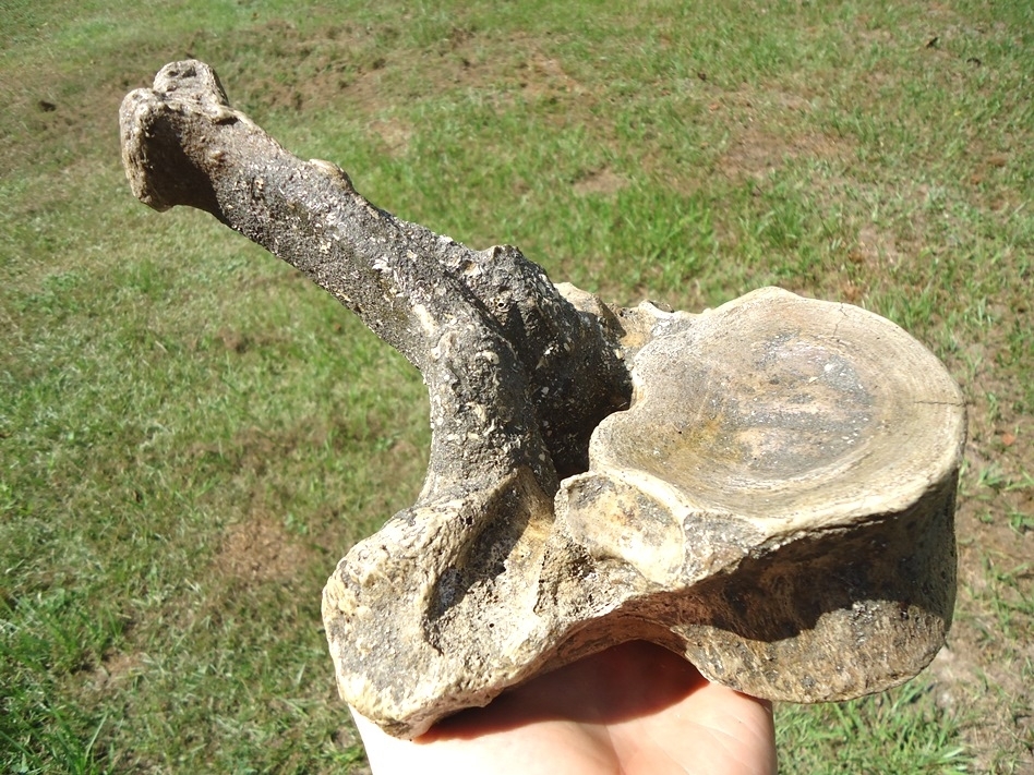 Large image 5 World Class Museum Quality Mastodon Thoracic Vertebra