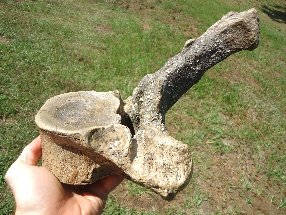 Large image 6 World Class Museum Quality Mastodon Thoracic Vertebra