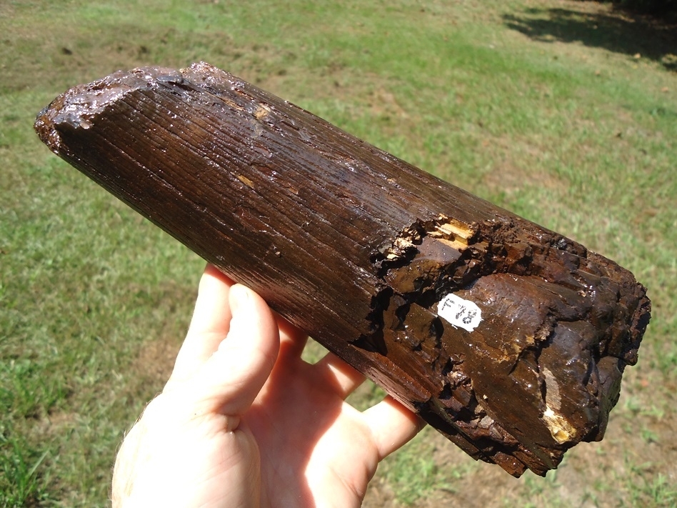 Large image 1 Awesome Section of Mastodon Tusk