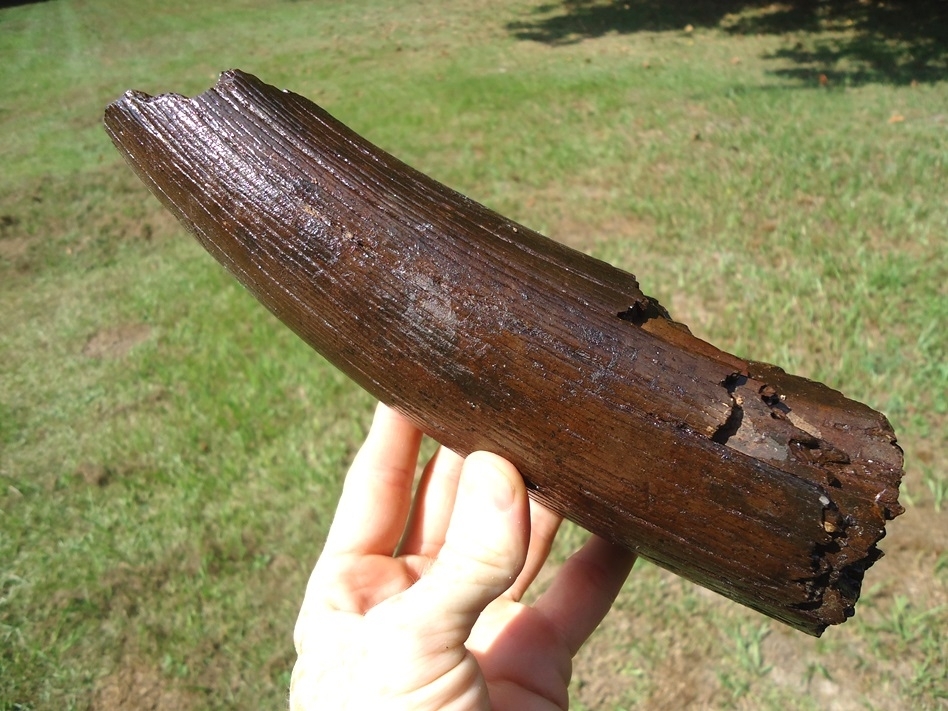 Large image 5 Awesome Section of Mastodon Tusk