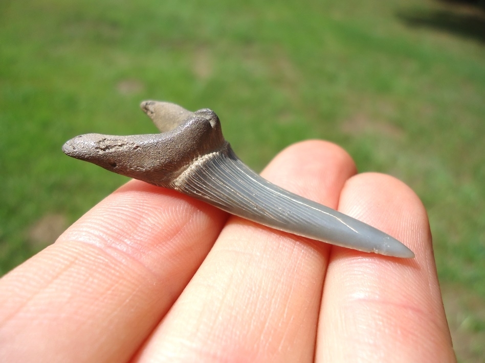 Large image 1 Choice Large Goblin Shark Tooth