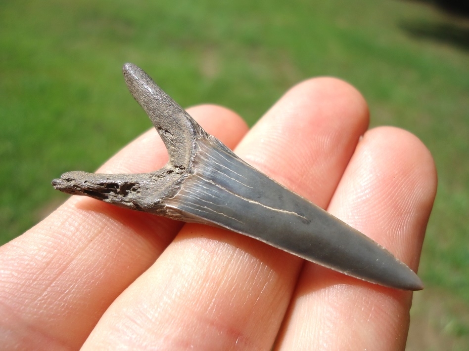 Large image 2 Choice Large Goblin Shark Tooth