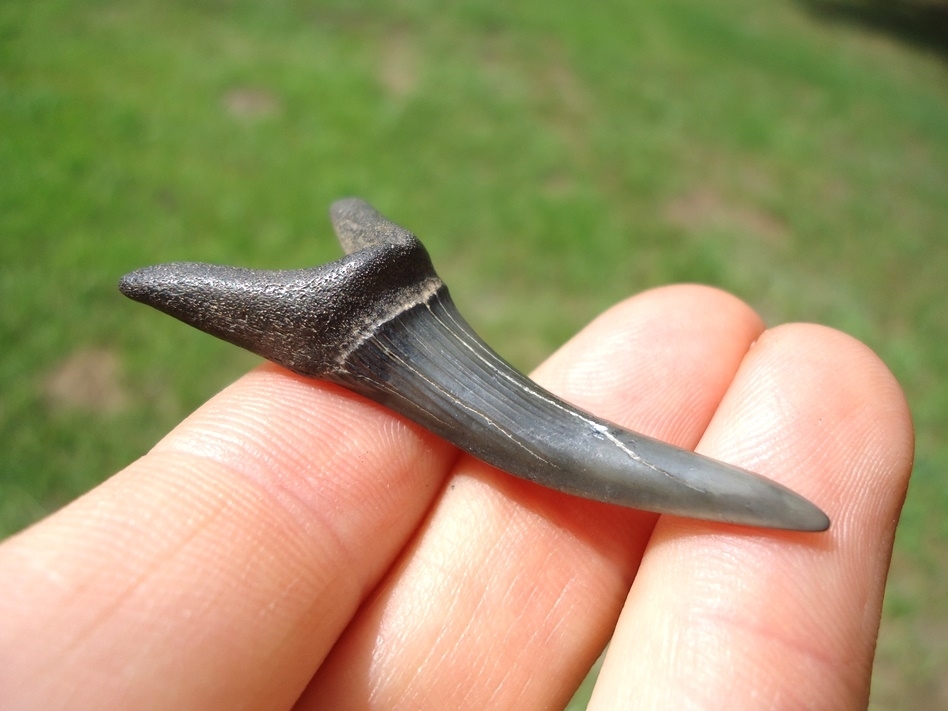 Large image 1 Choice Large Goblin Shark Tooth