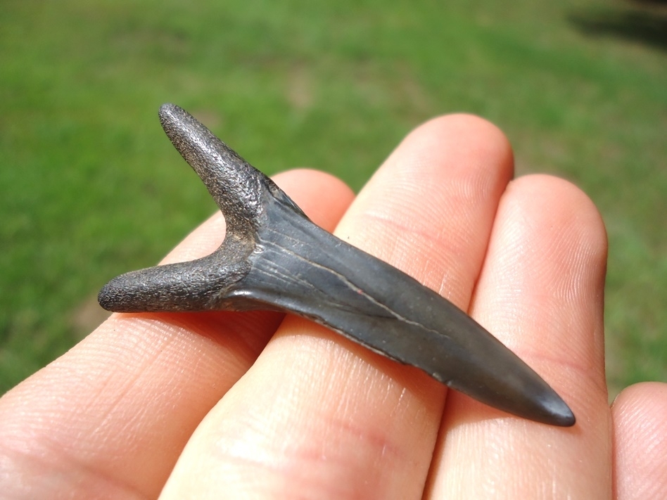 Large image 2 Choice Large Goblin Shark Tooth
