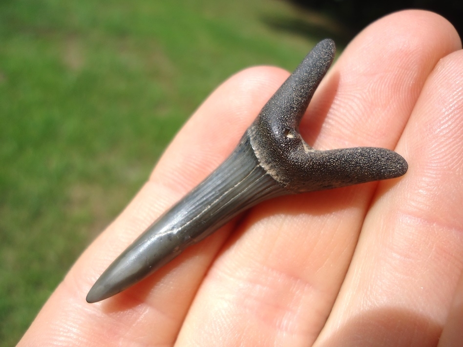 Large image 3 Choice Large Goblin Shark Tooth