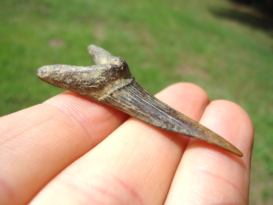 Large image 1 Choice Large Goblin Shark Tooth