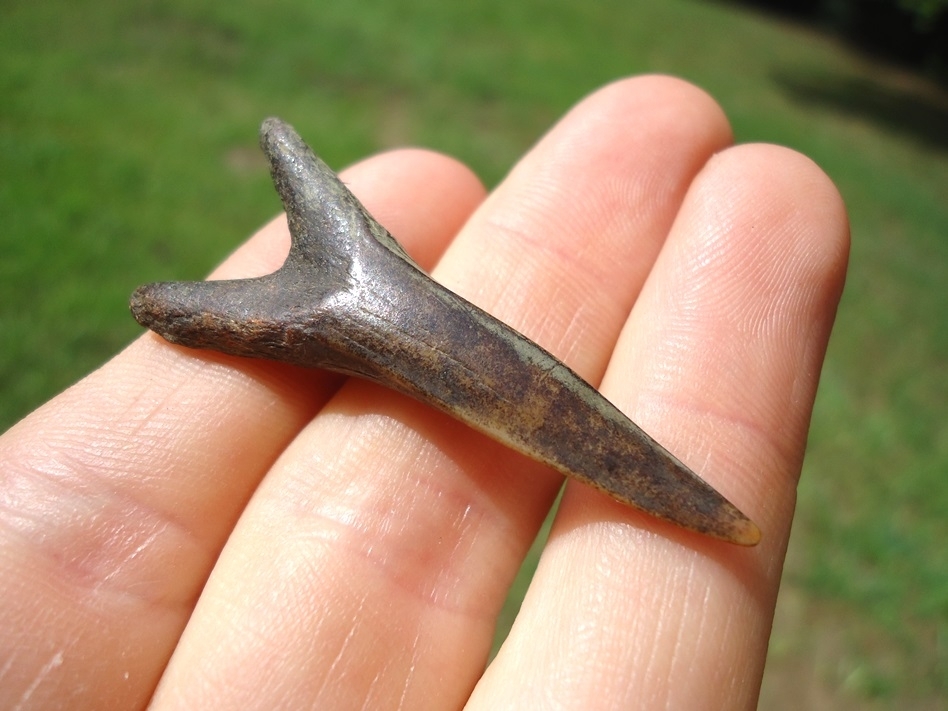 Large image 2 Choice Large Goblin Shark Tooth