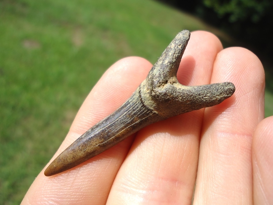 Large image 3 Choice Large Goblin Shark Tooth