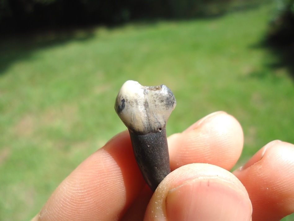 Large image 4 Top Quality Tapir Upper Incisor Tooth