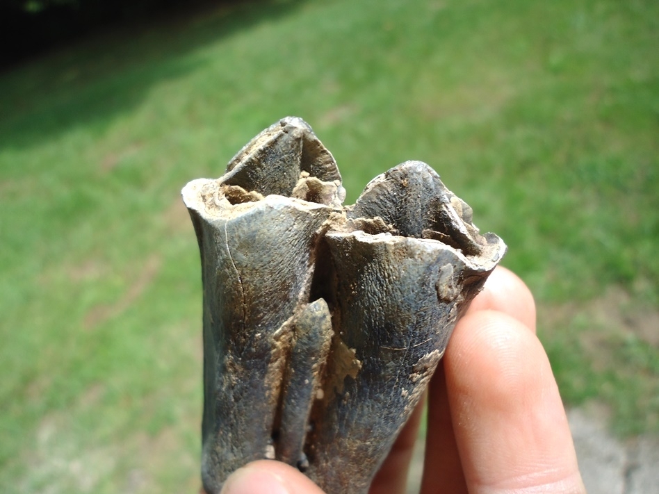 Large image 2 Choice Bison Lower Molar with Blue Coloration