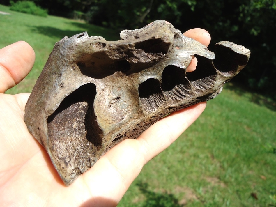 Large image 3 Very Rare Section of Megalonyx Sloth Skull