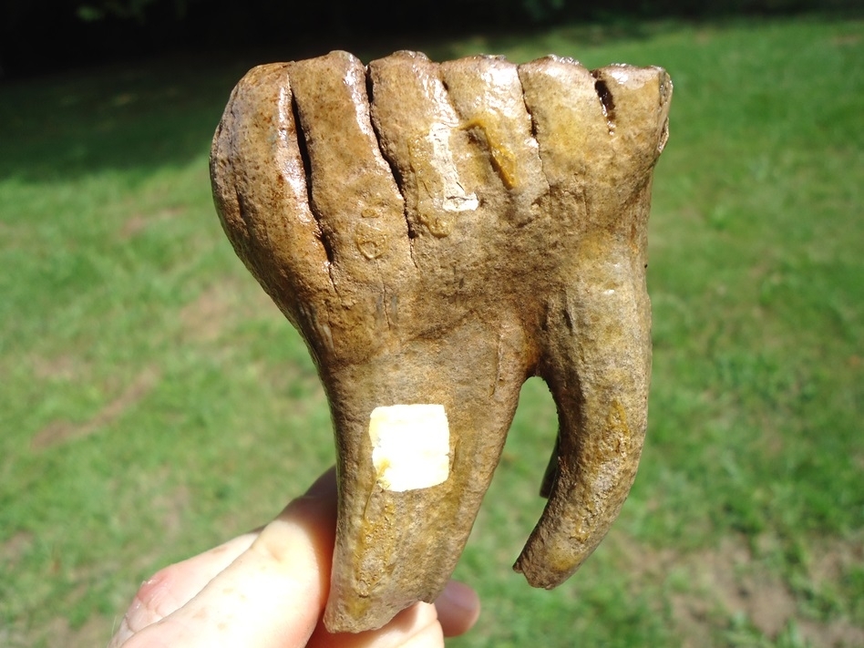 Large image 1 Museum Quality Fully Rooted Juvenile Mammoth Tooth