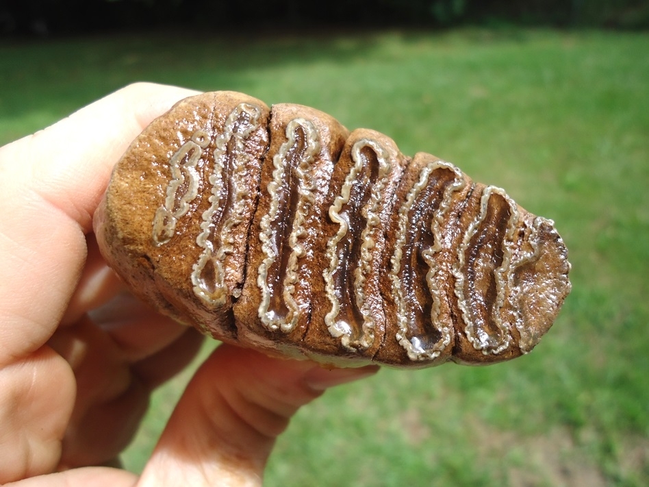 Large image 2 Museum Quality Fully Rooted Juvenile Mammoth Tooth