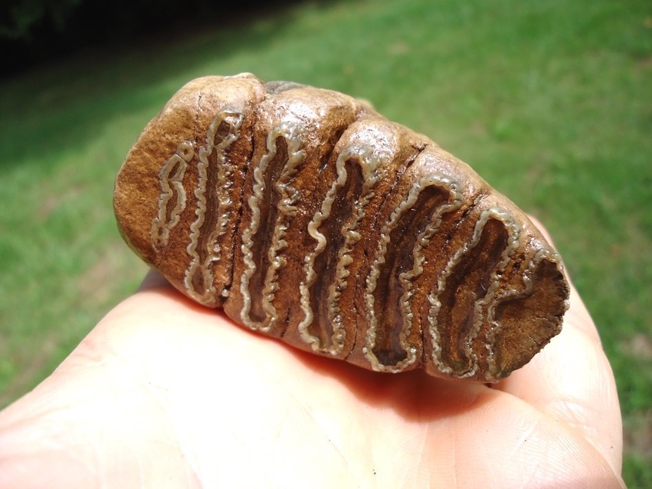 Large image 4 Museum Quality Fully Rooted Juvenile Mammoth Tooth