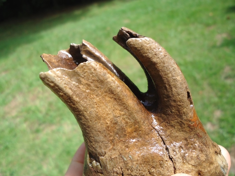 Large image 5 Museum Quality Fully Rooted Juvenile Mammoth Tooth