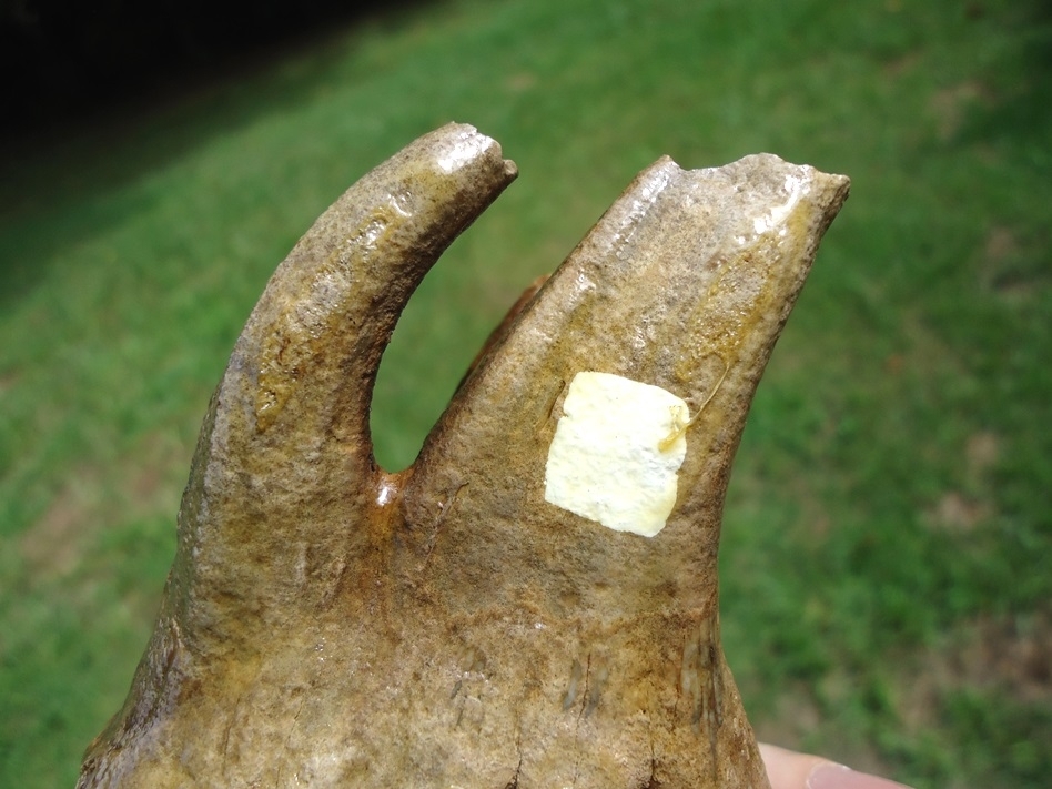 Large image 6 Museum Quality Fully Rooted Juvenile Mammoth Tooth