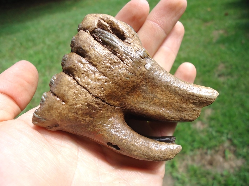 Large image 7 Museum Quality Fully Rooted Juvenile Mammoth Tooth