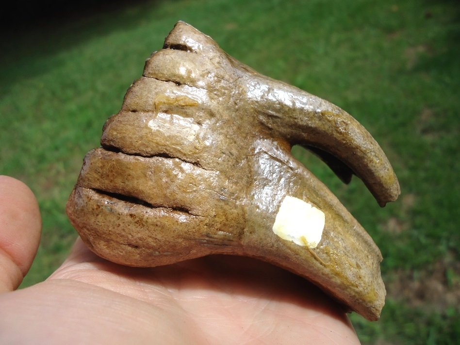 Large image 8 Museum Quality Fully Rooted Juvenile Mammoth Tooth