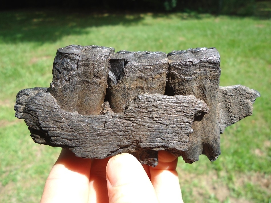 Large image 1 Great Section of Horse Mandible with Three Molars