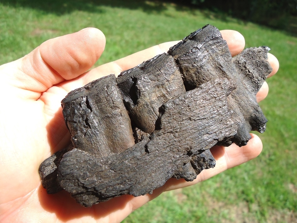 Large image 3 Great Section of Horse Mandible with Three Molars