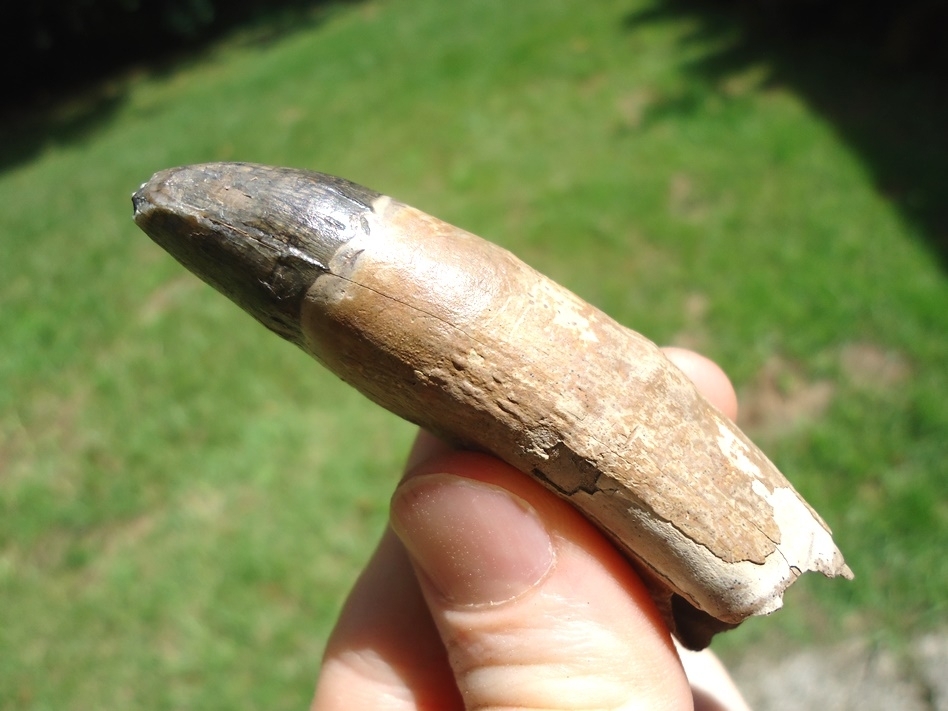 Large image 2 Whopper 2.99' Alligator Tooth