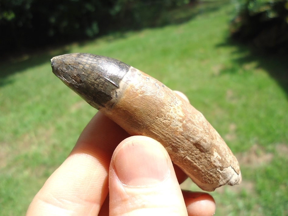 Large image 5 Whopper 2.99' Alligator Tooth