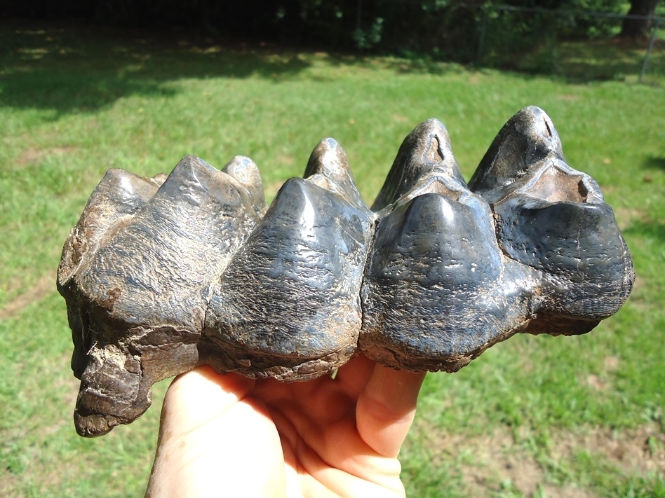 Large image 1 Gorgeous Five Hump Mastodon Tooth Cap