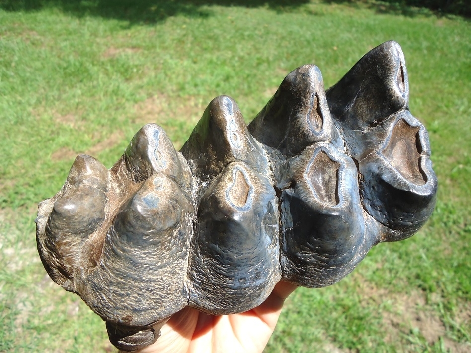 Large image 2 Gorgeous Five Hump Mastodon Tooth Cap
