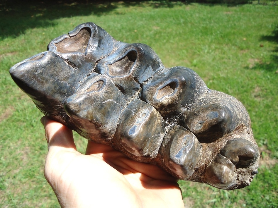 Large image 3 Gorgeous Five Hump Mastodon Tooth Cap