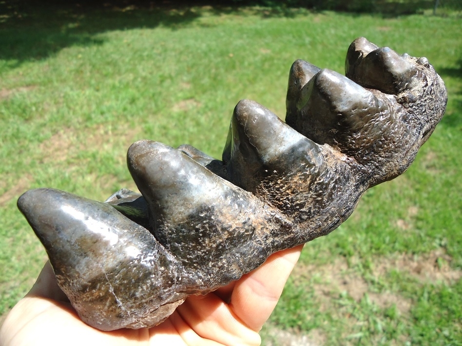 Large image 4 Gorgeous Five Hump Mastodon Tooth Cap