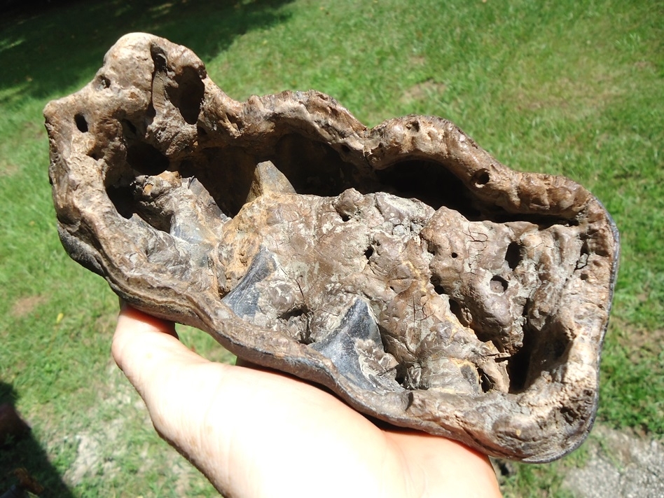 Large image 6 Gorgeous Five Hump Mastodon Tooth Cap