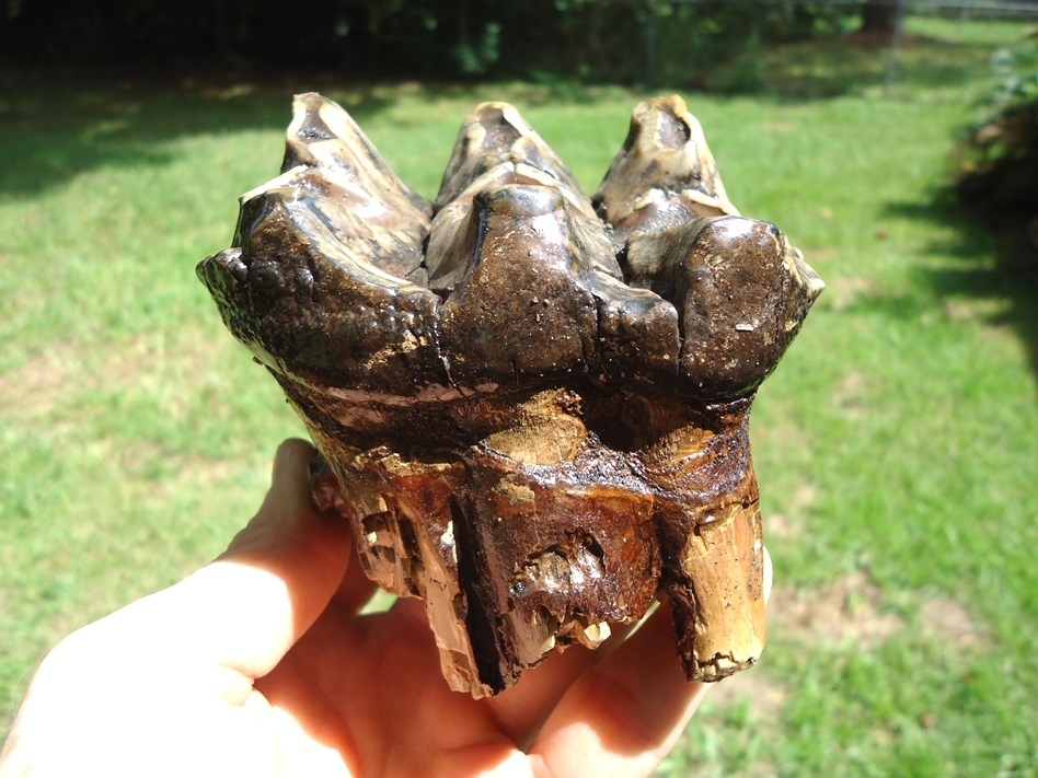 Large image 1 Quality Three Hump Mastodon Tooth