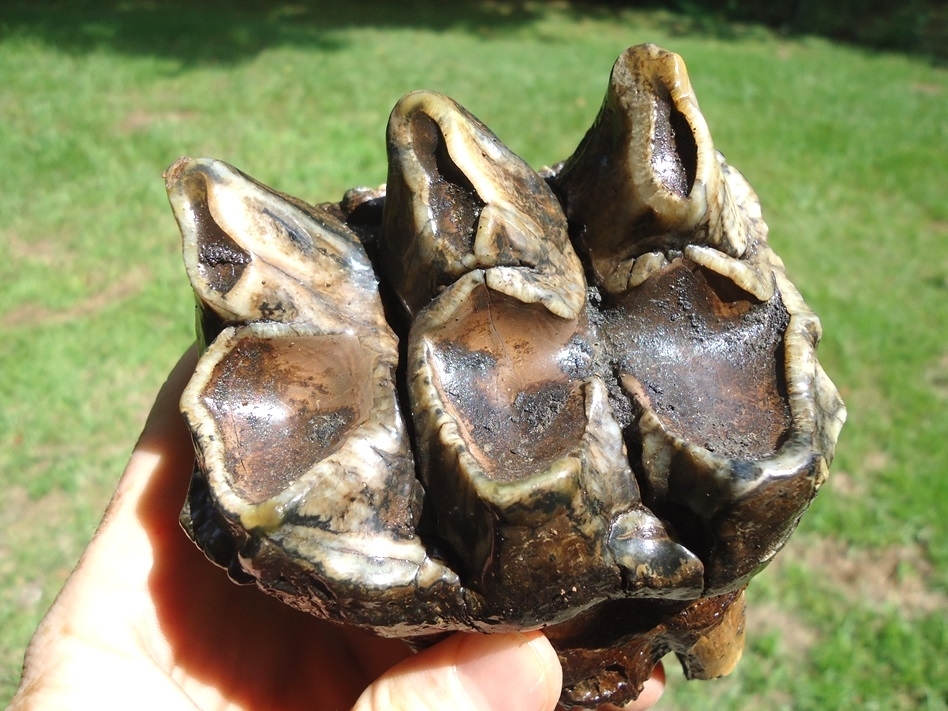 Large image 2 Quality Three Hump Mastodon Tooth