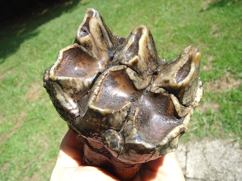 Large image 3 Quality Three Hump Mastodon Tooth