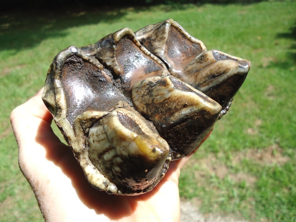 Large image 4 Quality Three Hump Mastodon Tooth