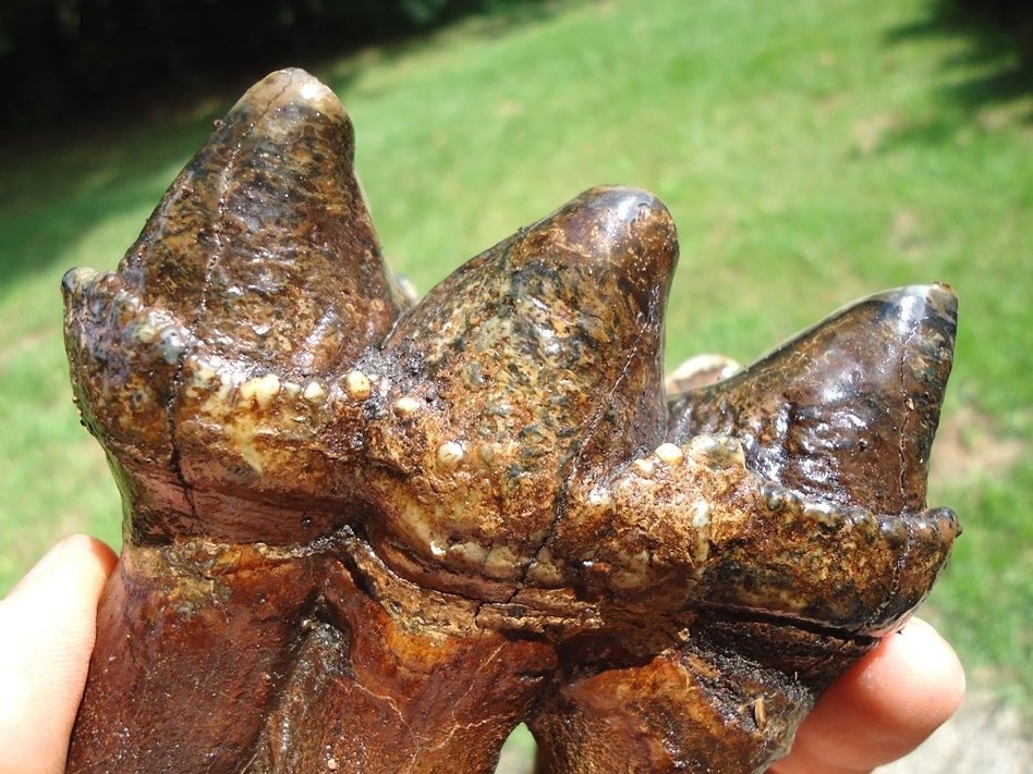 Large image 5 Quality Three Hump Mastodon Tooth