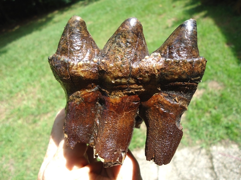 Large image 6 Quality Three Hump Mastodon Tooth