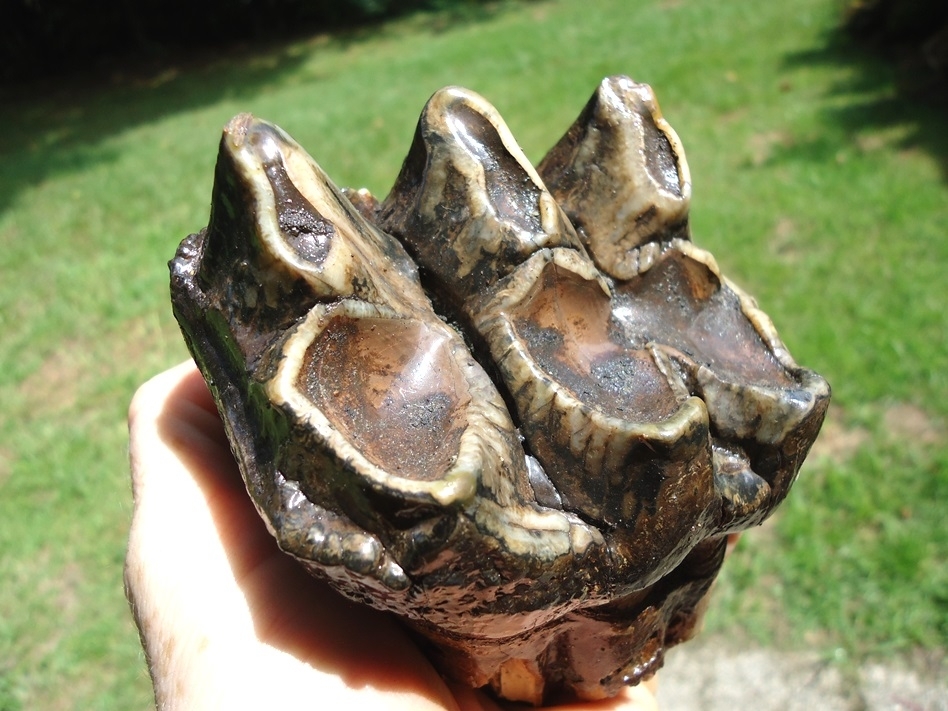 Large image 7 Quality Three Hump Mastodon Tooth