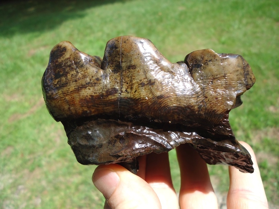 Large image 2 Beyond Rare North Florida Gomphothere Molar