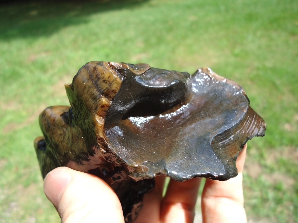 Large image 5 Beyond Rare North Florida Gomphothere Molar