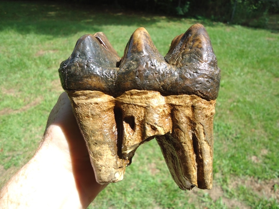 Large image 1 Beautiful Yellow Rooted Three Hump Mastodon Tooth