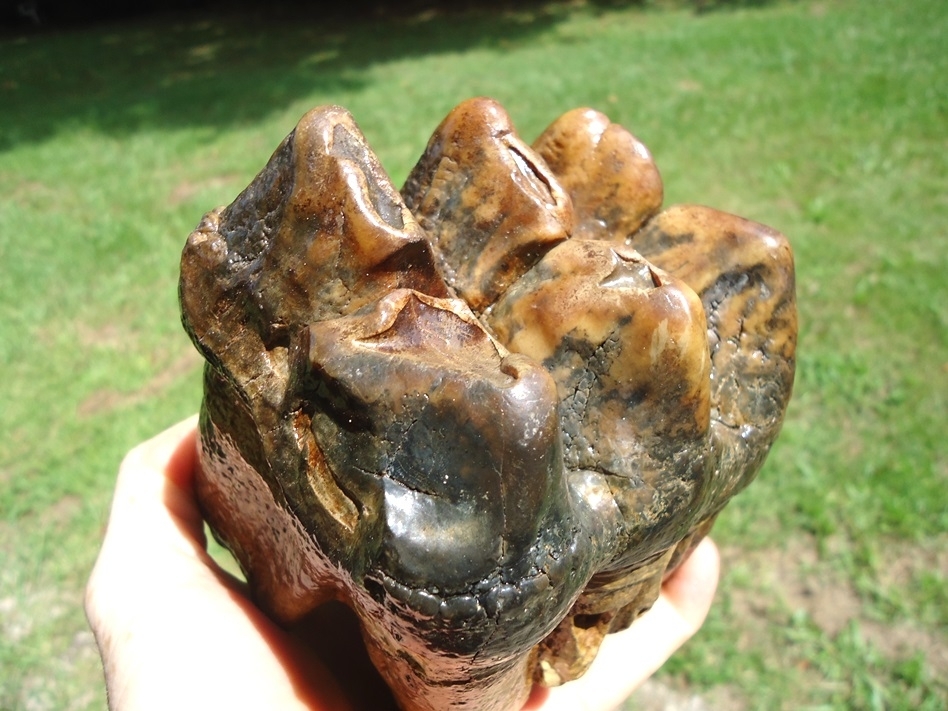 Large image 4 Beautiful Yellow Rooted Three Hump Mastodon Tooth